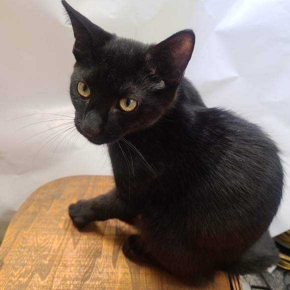 Prices and reasonable offers chart - Picture 2 of 8